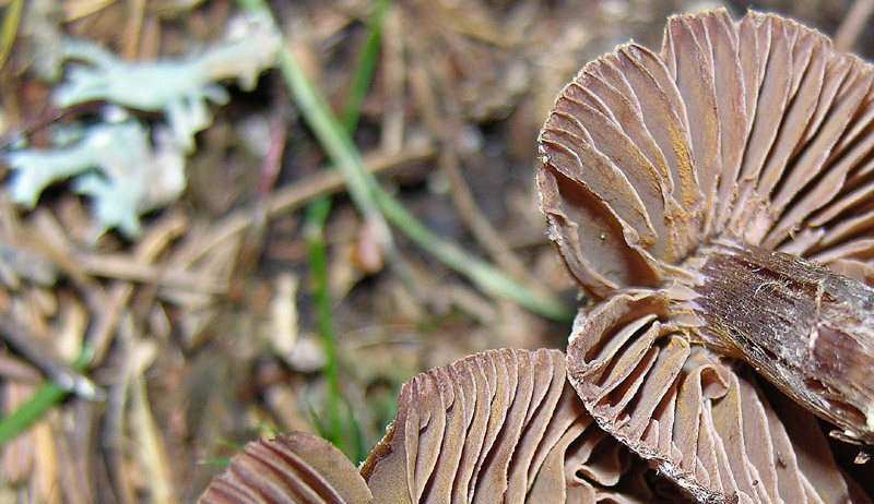 Finalmente qualche Cortinarius ed altro...